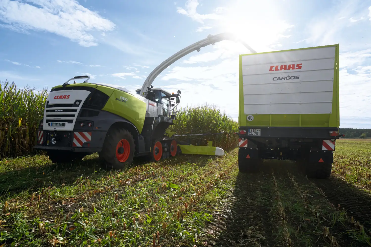 Sieczkarnia do kukurydzy CLAAS Jaguar 960w czasie pracy na polu-maszyny zielonkowe CLAAS 2024 TOP 8 naszych klientów